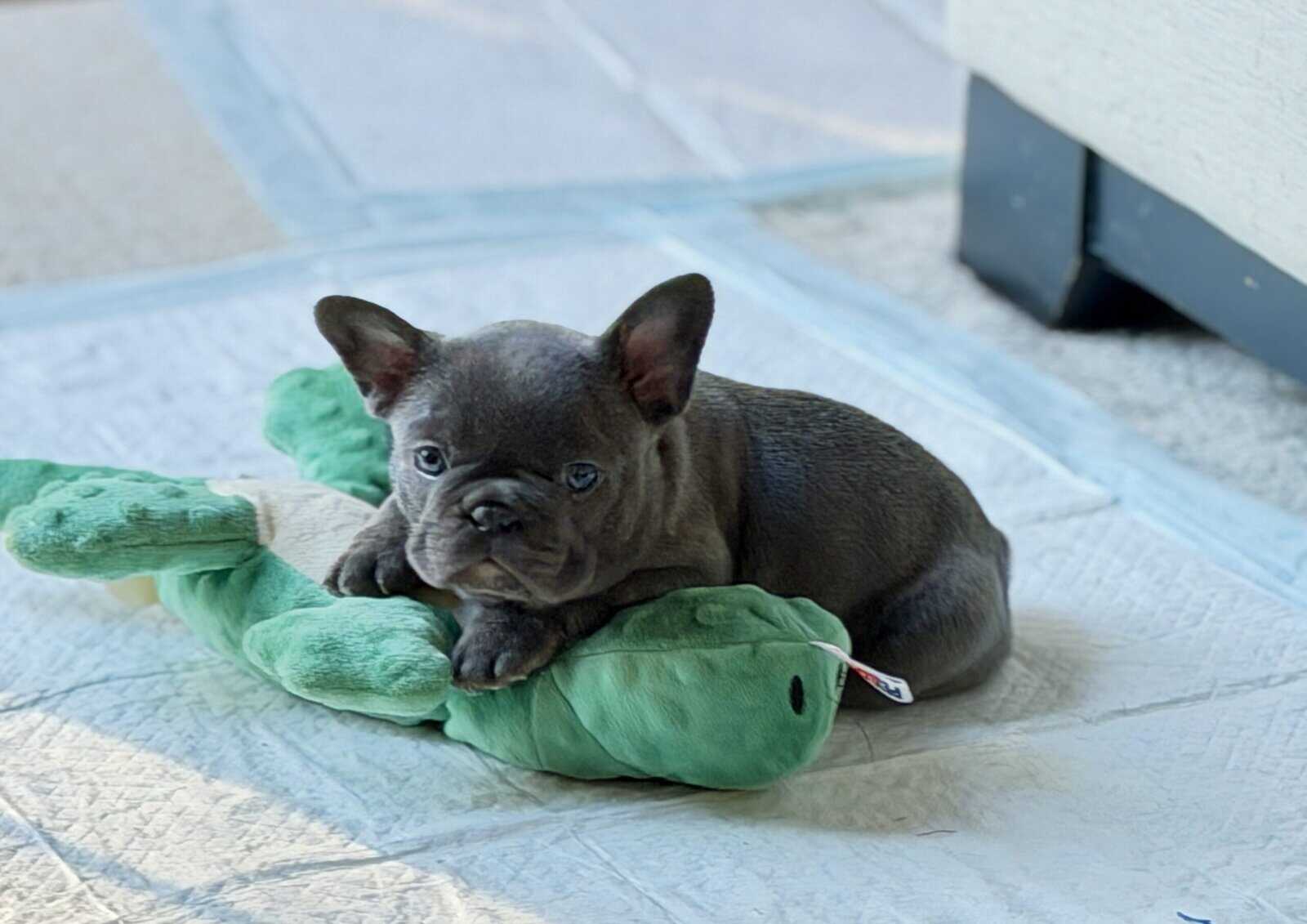 Merle & Lilac Pups image 1