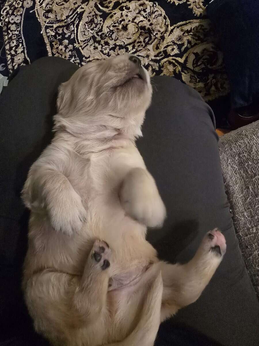 Golden retriever puppies image 3