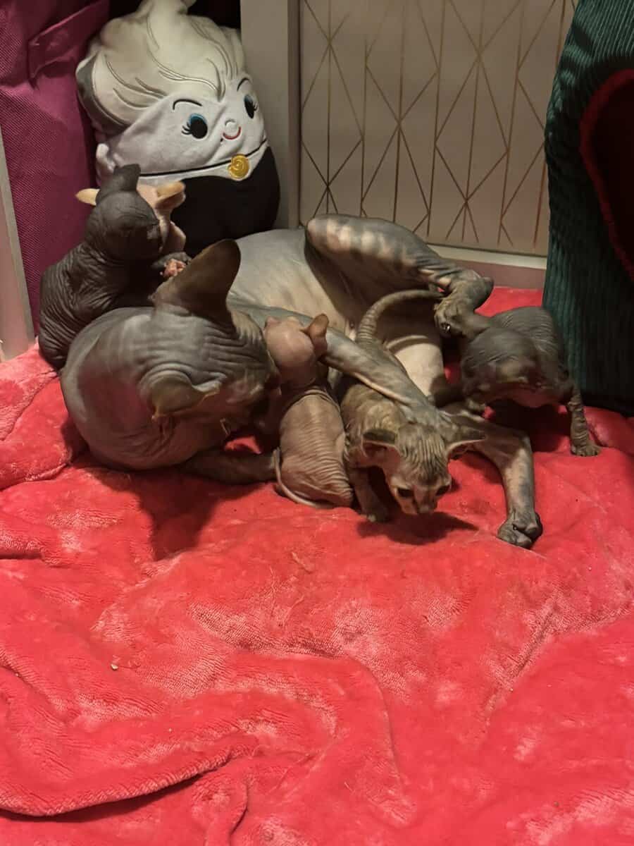 Sphynx kittens image 4