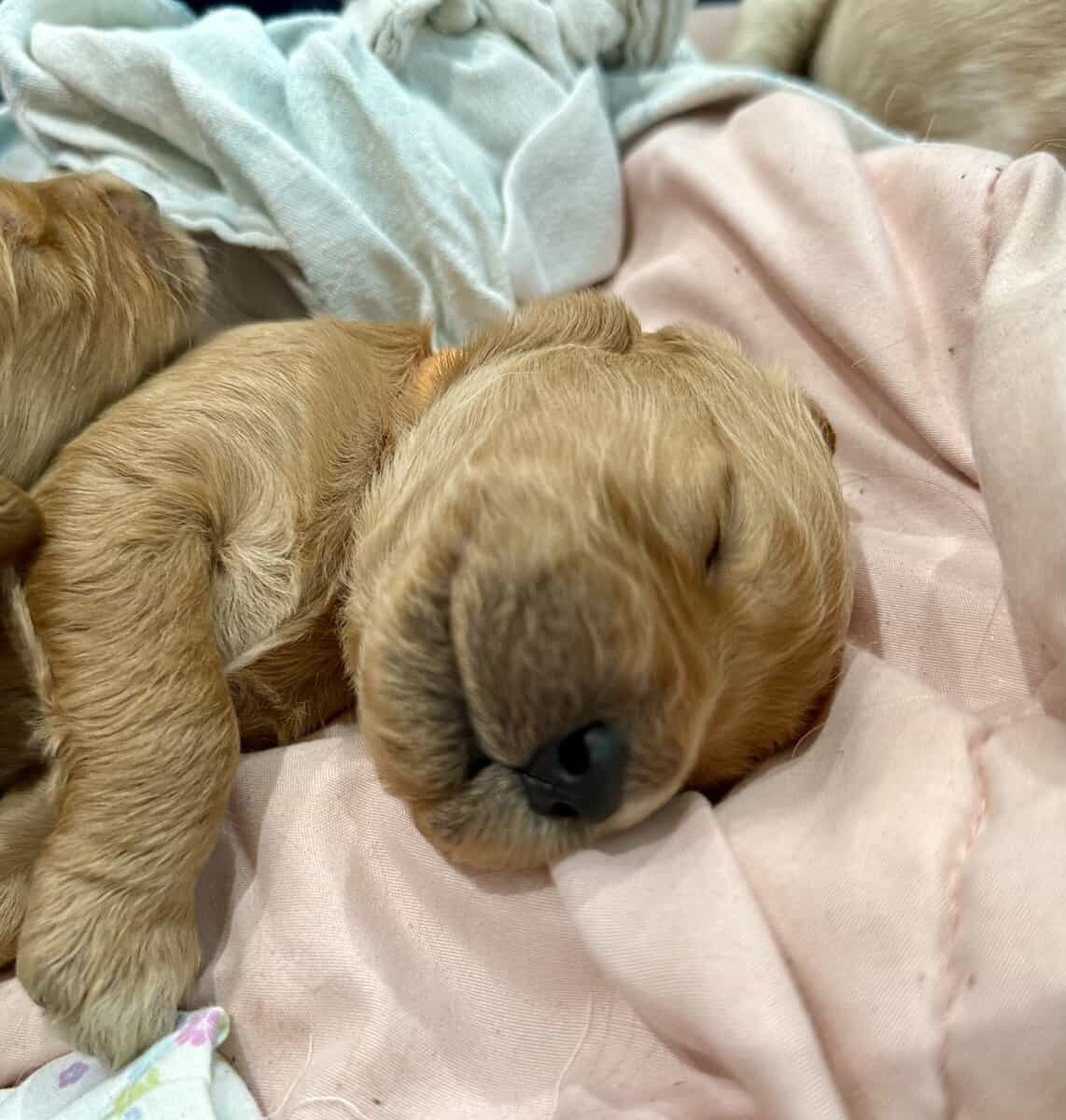 Goldendoodle Puppies - Super Cute! image 4