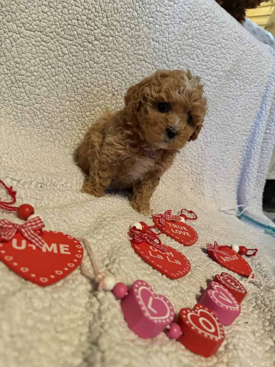 Bichonpoodle image 1