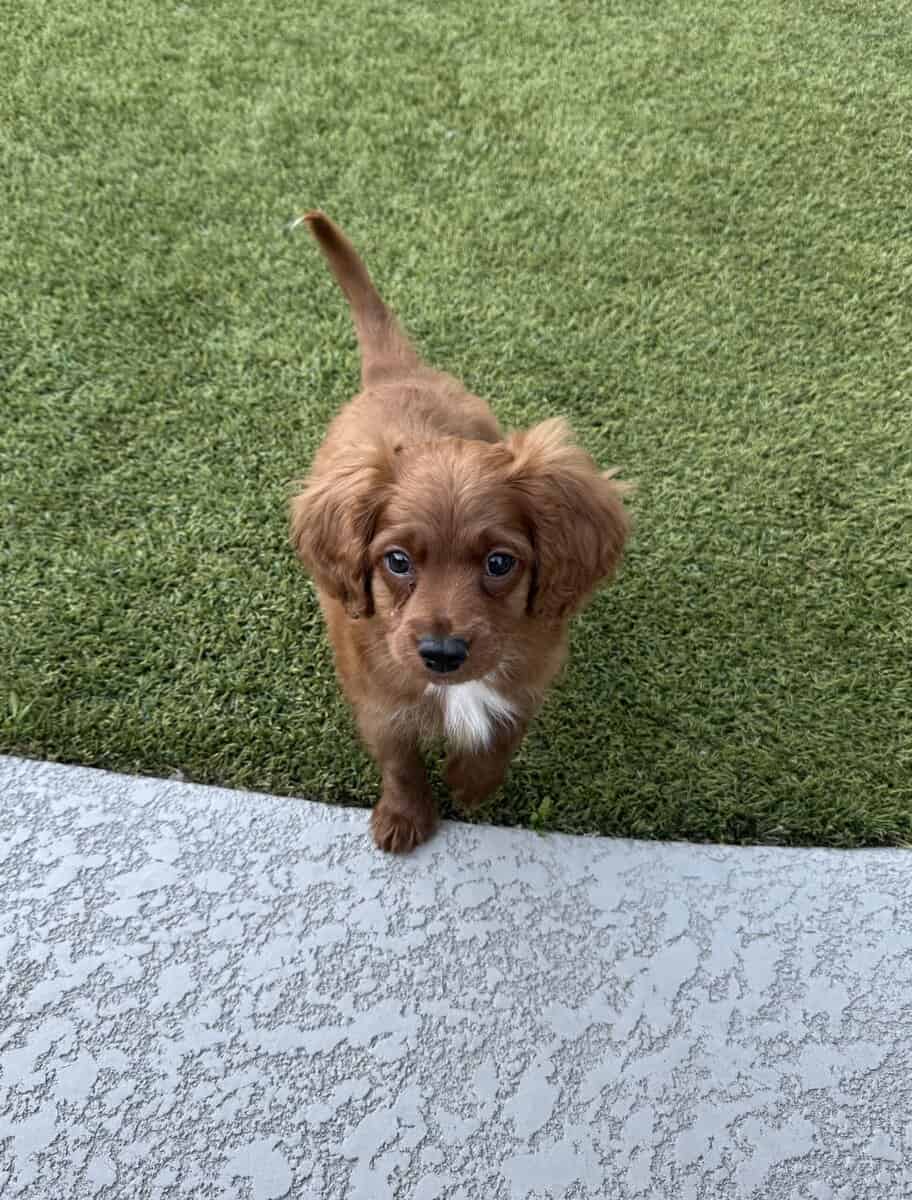 Cavapoo puppy! image 1