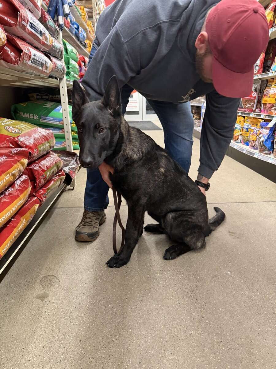 Dutch shepherd puppy image 1
