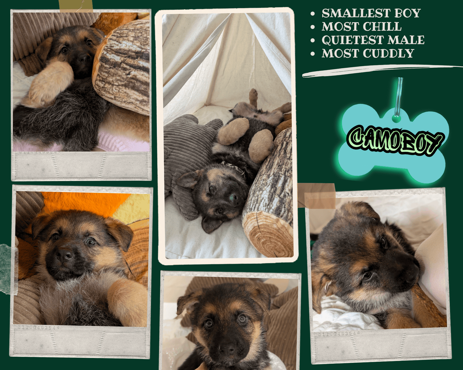 Six adorable 8-week-old German Shepherd puppies ! image 6