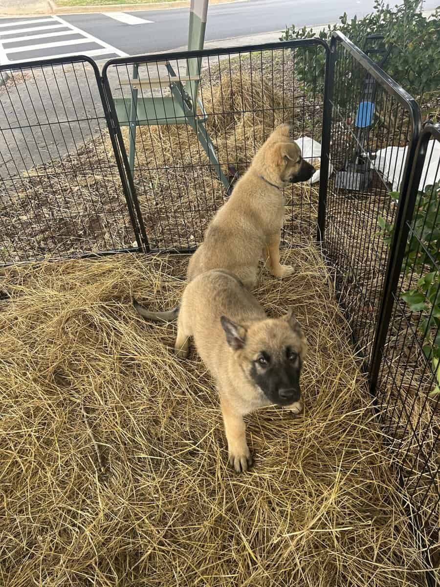 German Shepherd Puppies image 1