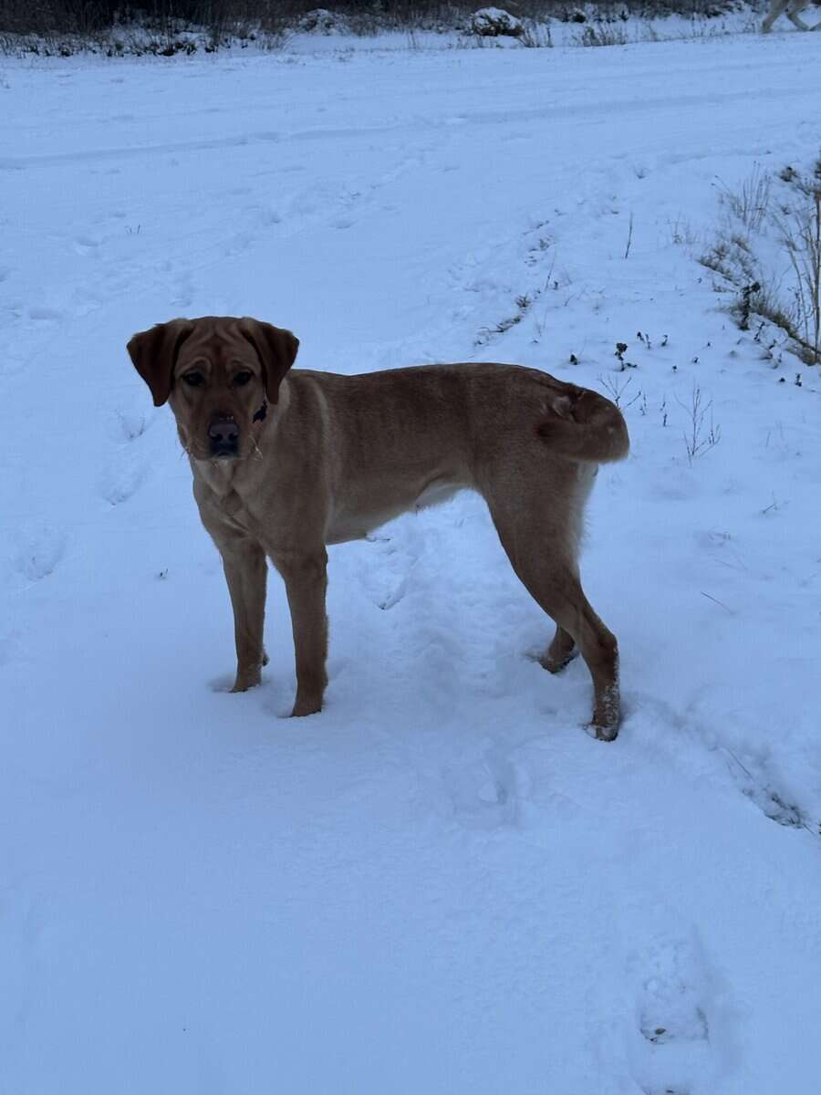 Adult Female (under 2yrs) Red Labrador image 7