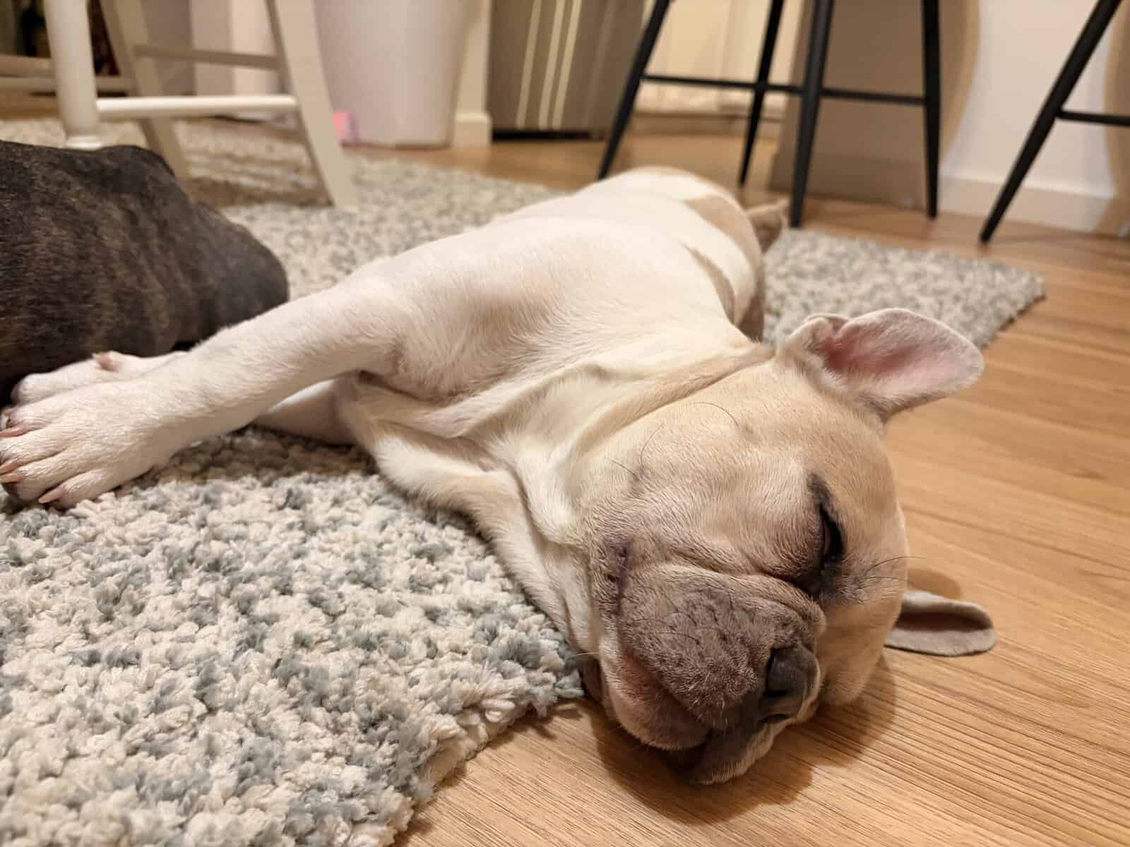 Frenchies image 1