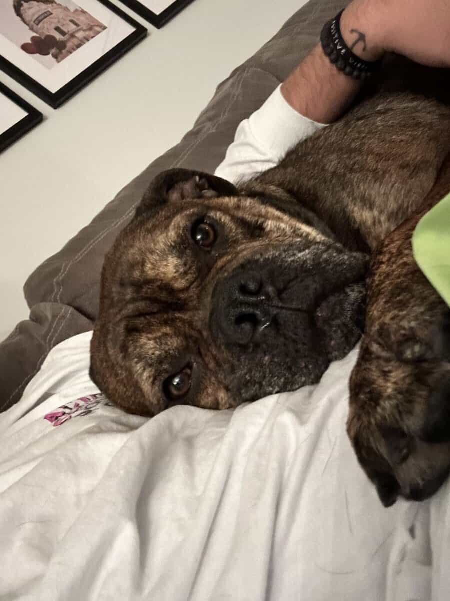 Loving Home Needed for Bruno - 6-Year-Old Cane Cor image 3