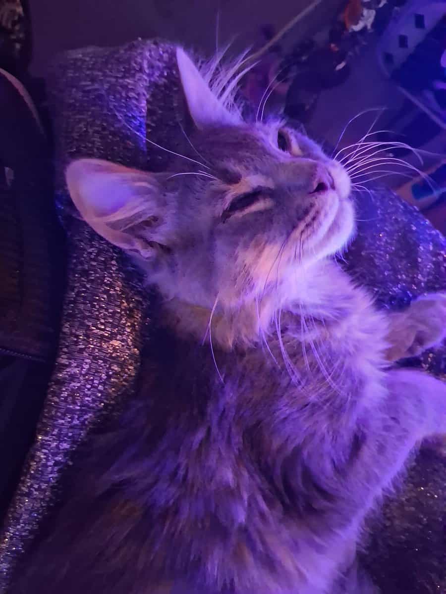 Looking to give away 2 kittens for free image 4
