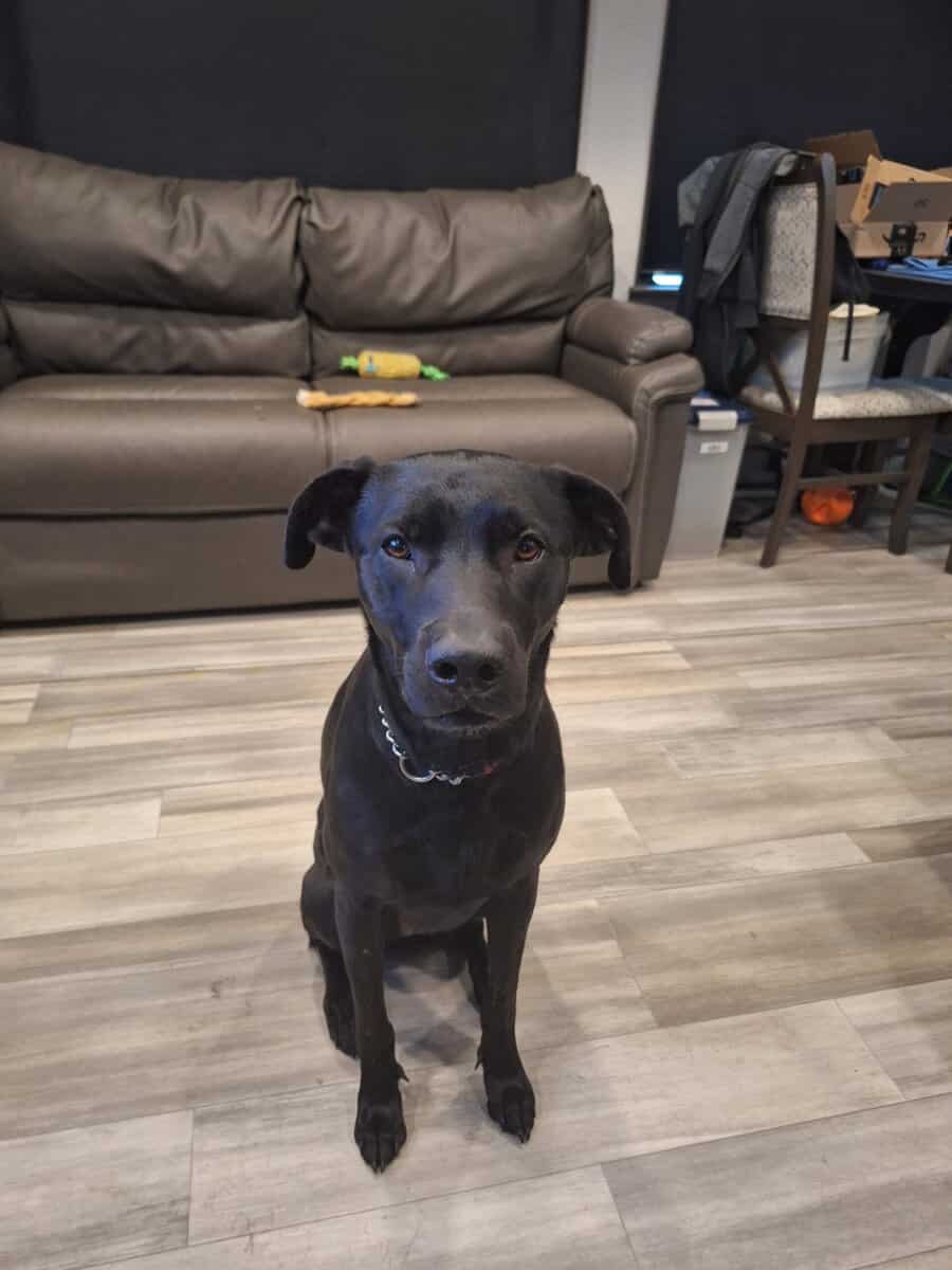 Lab mix needs a home image 4
