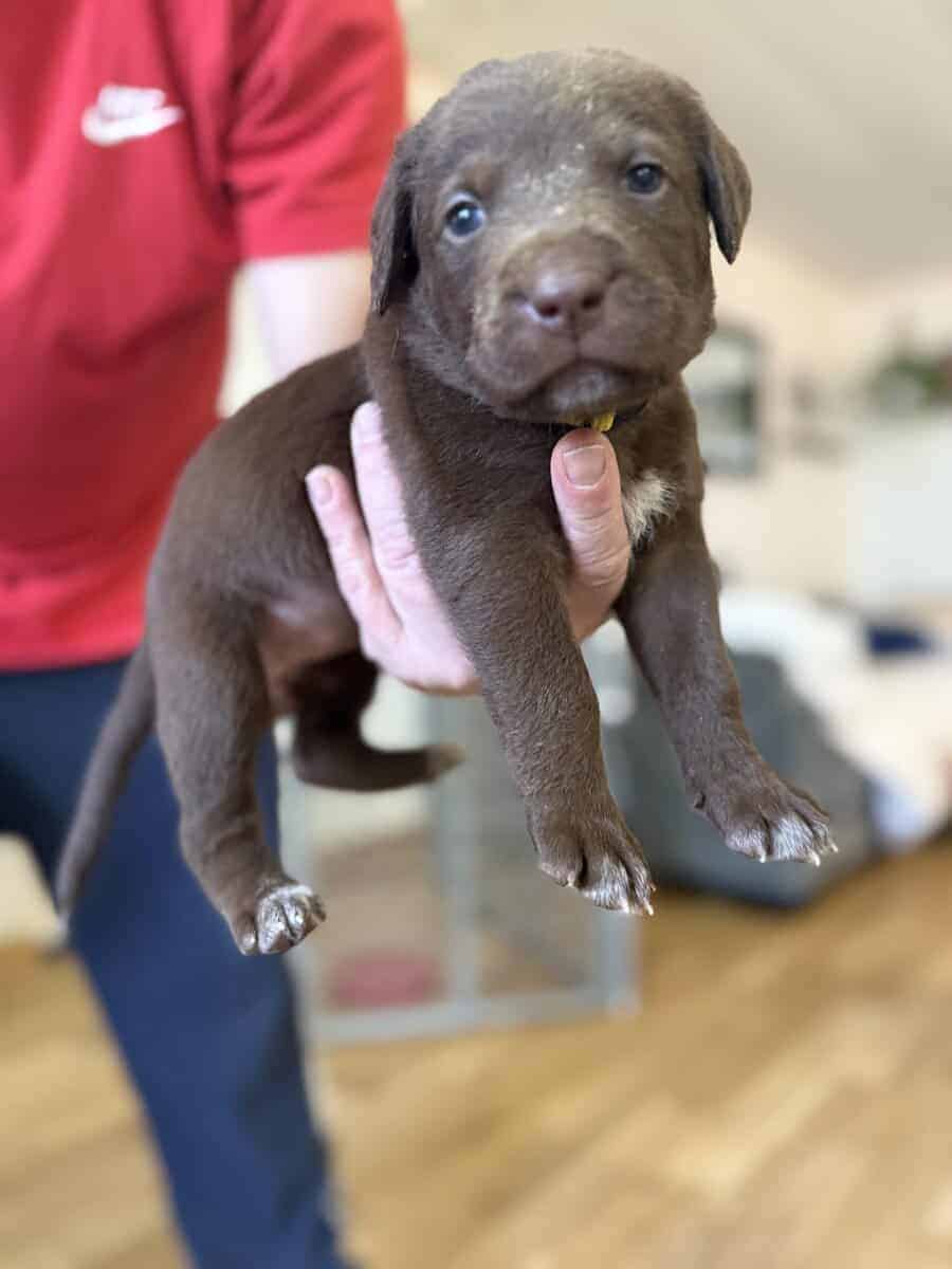 Looking for their furever homes! image 6