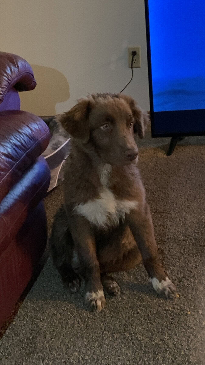 Brown Australian shepherd image 2