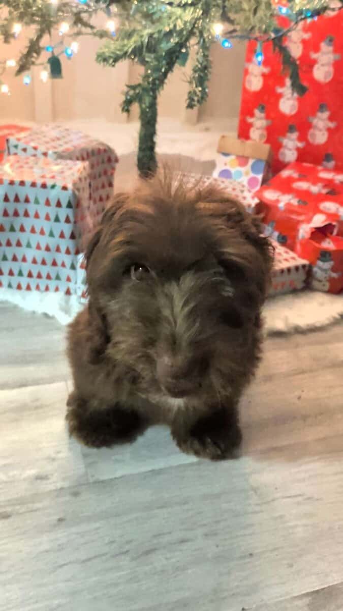 Miniature long haired wiener dog image 1