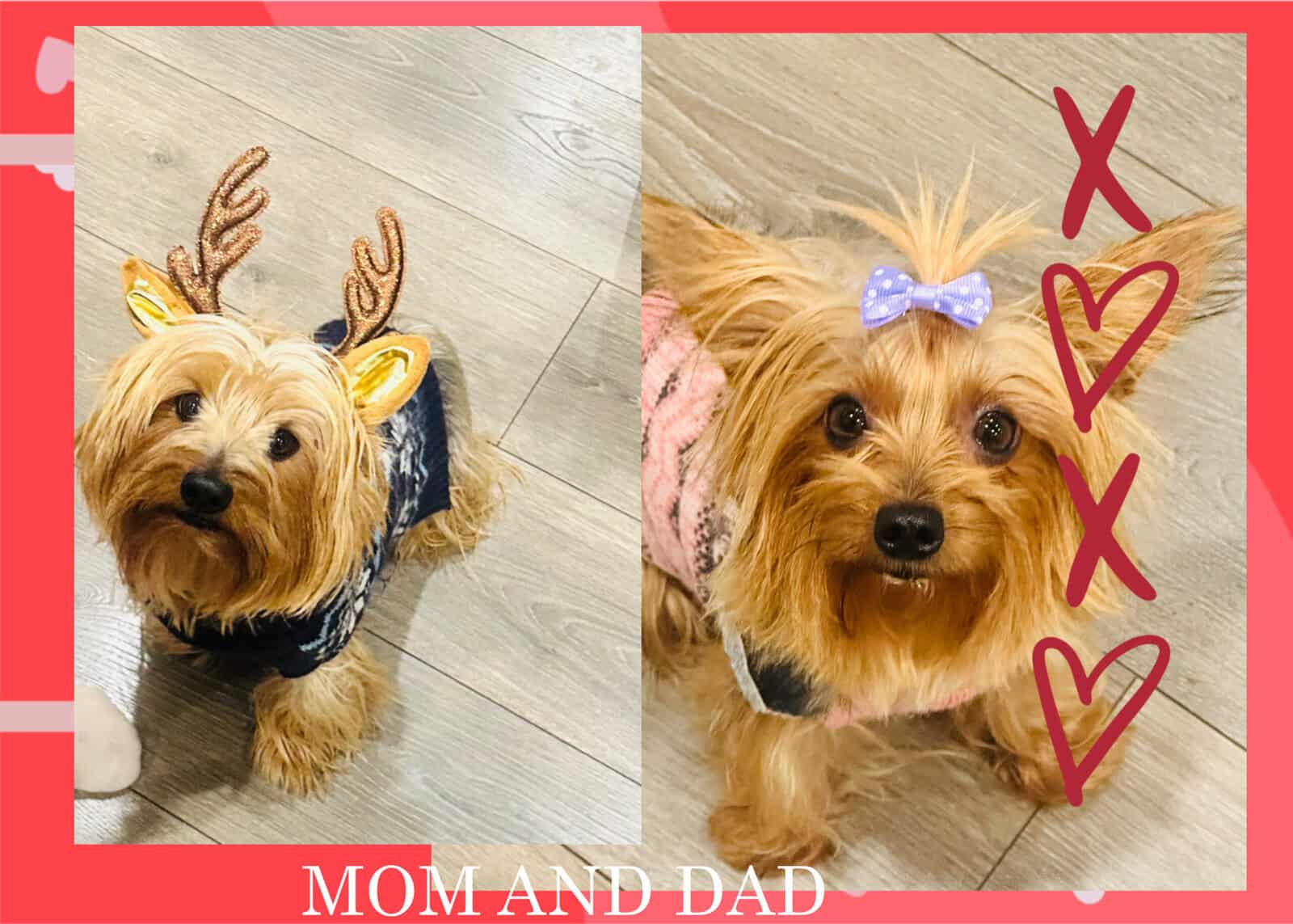 Adorable Yorkieshire Boy image 3