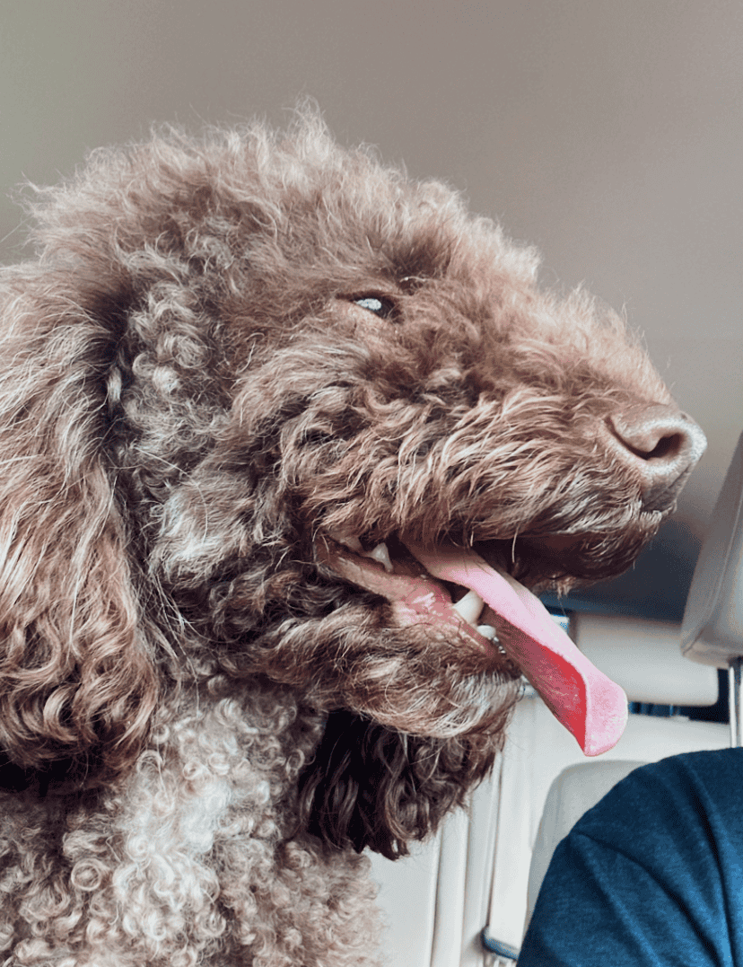 Dog for sale Cavapoo image 5