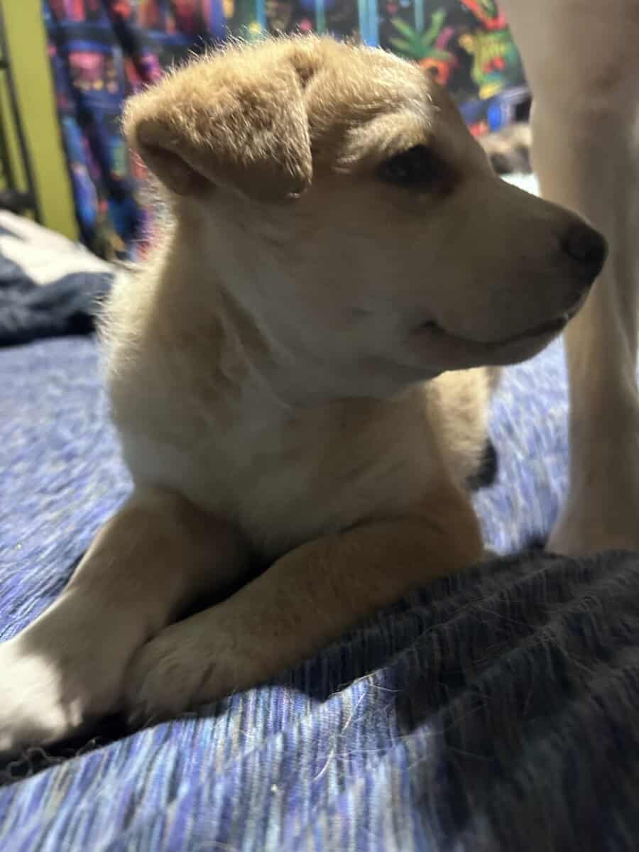 Husky mixes image 3