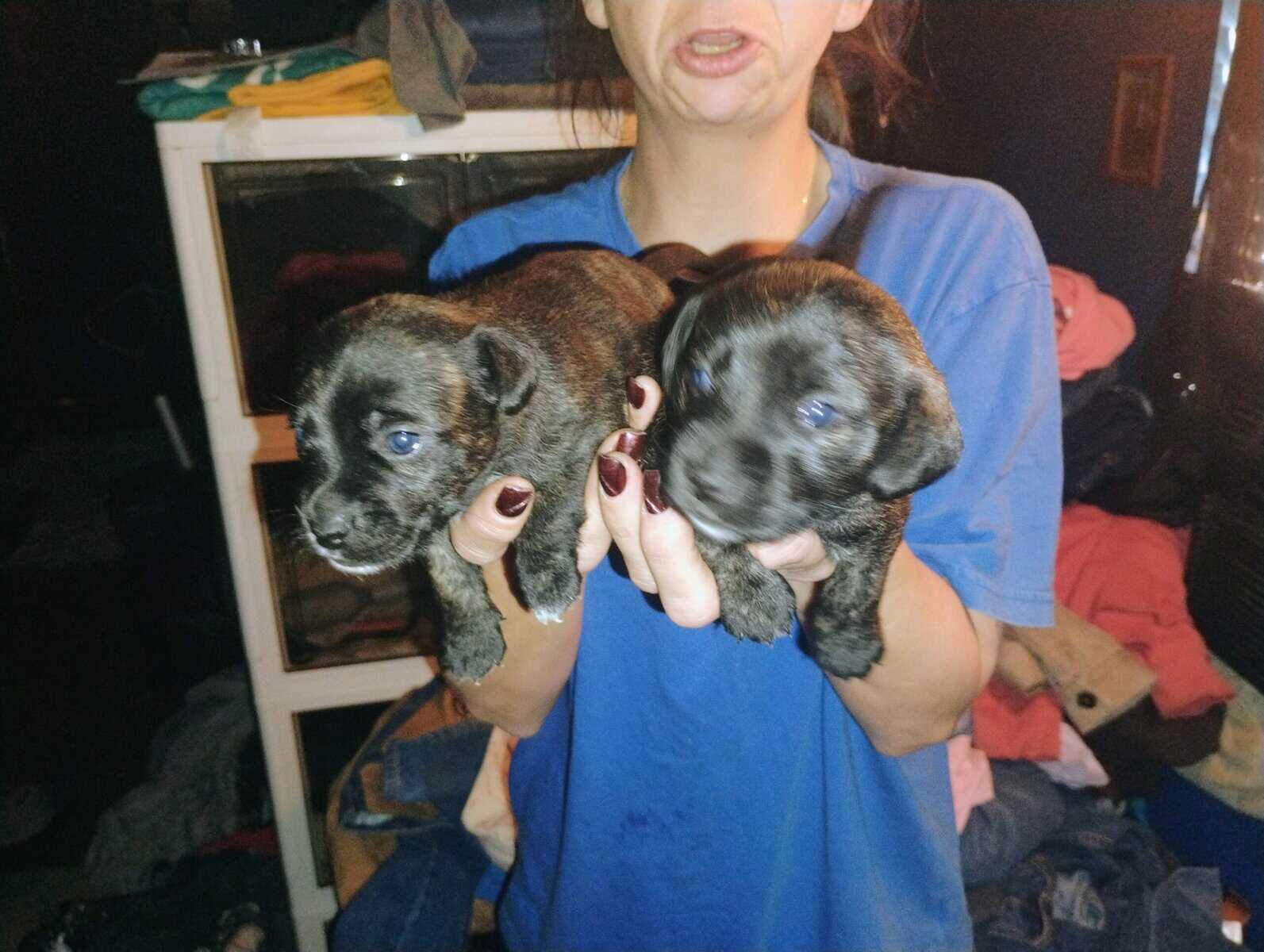 Puppies image 1