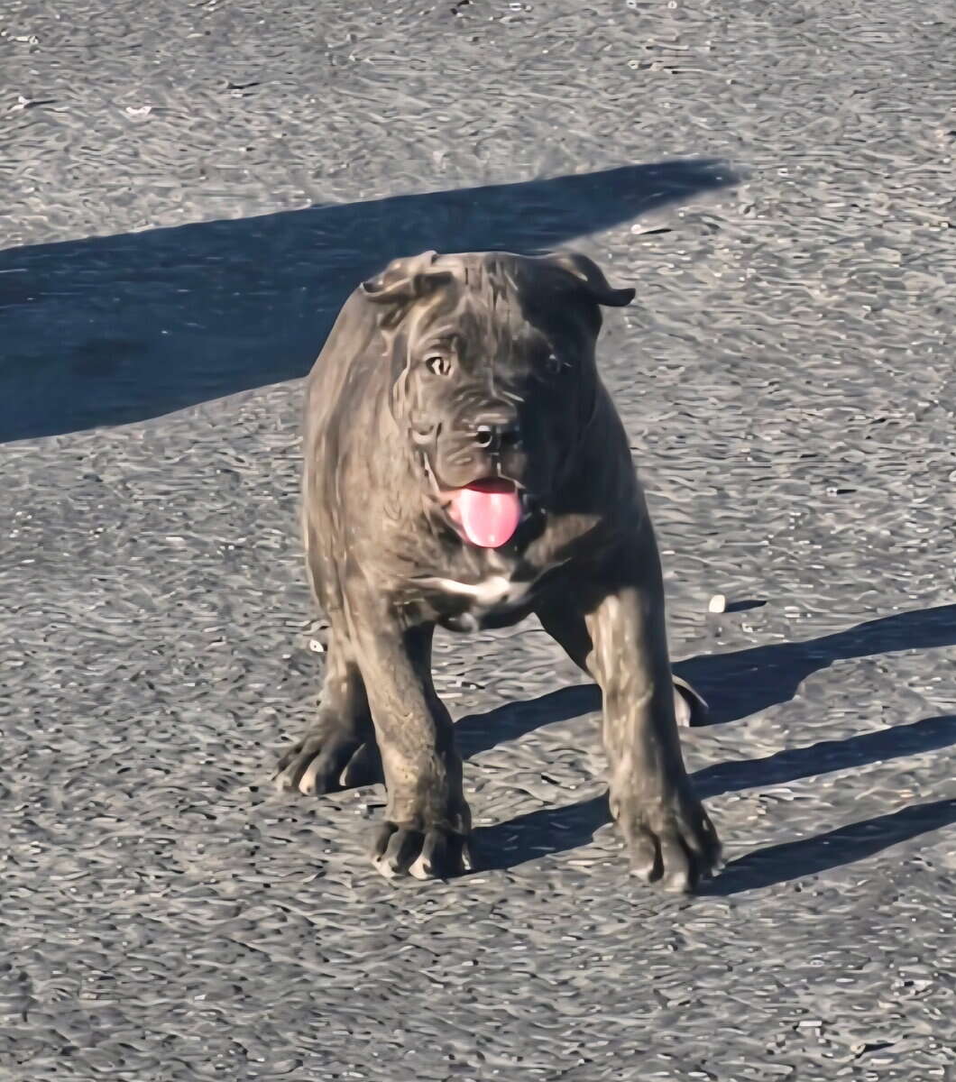 Cane Corso Pups image 2