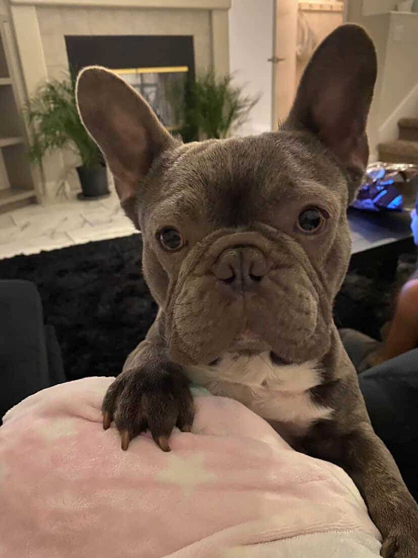 Frenchie image 3