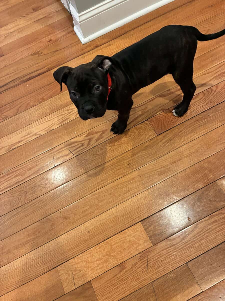 9 week old American bully puppy male image 3
