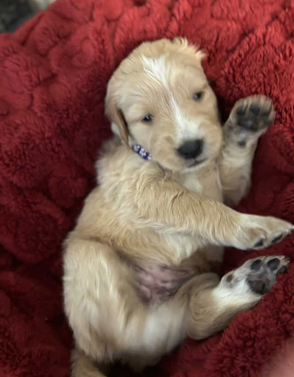 Golden Puppies Need Homes!! image 6