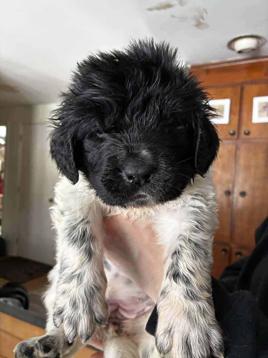 Newfoundland Puppies – Raised in a Home, Landseers image 3