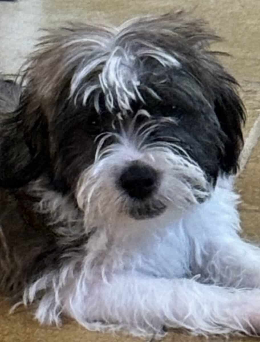 Beautiful Female Maltese x Shih Tzu image 1