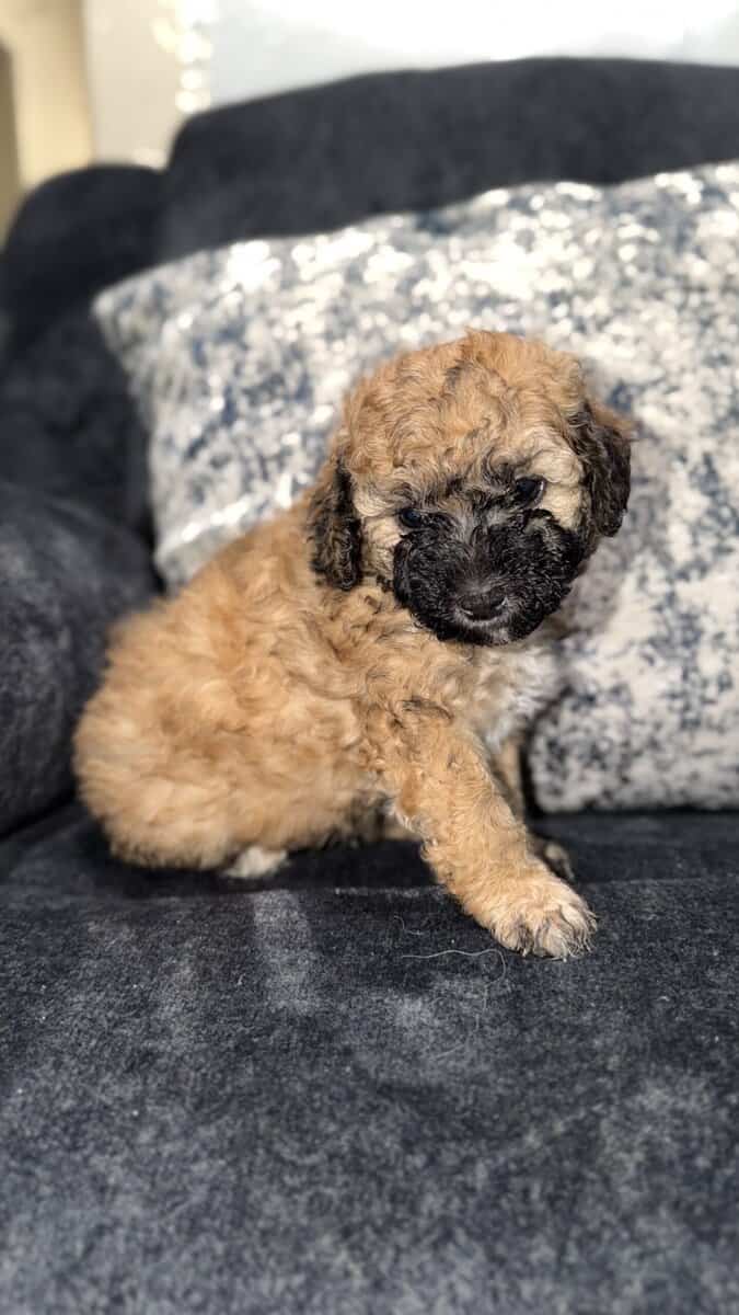 Maltipoo puppies image 3
