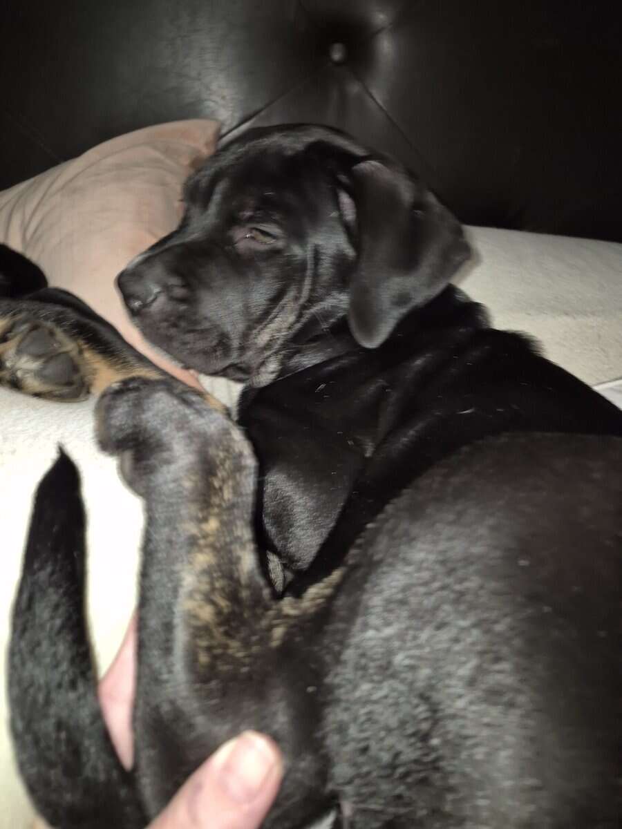 Puppies looking for love image 1