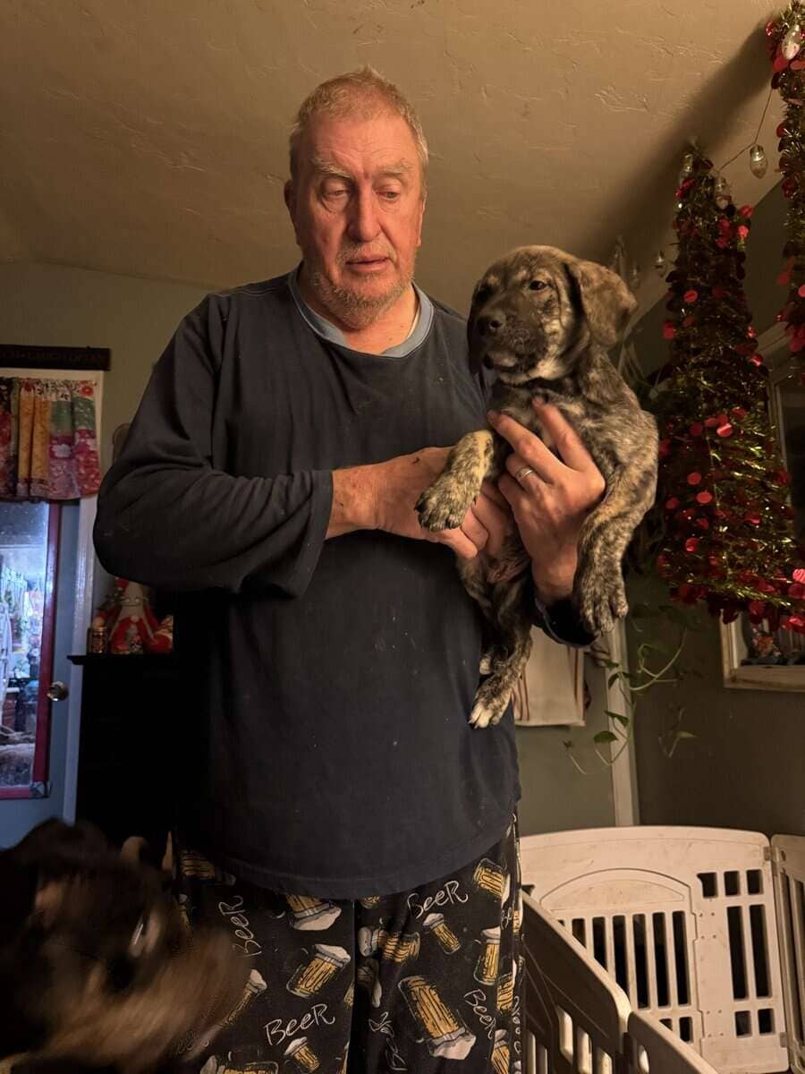 Catahoula bloodhound puppies image 2