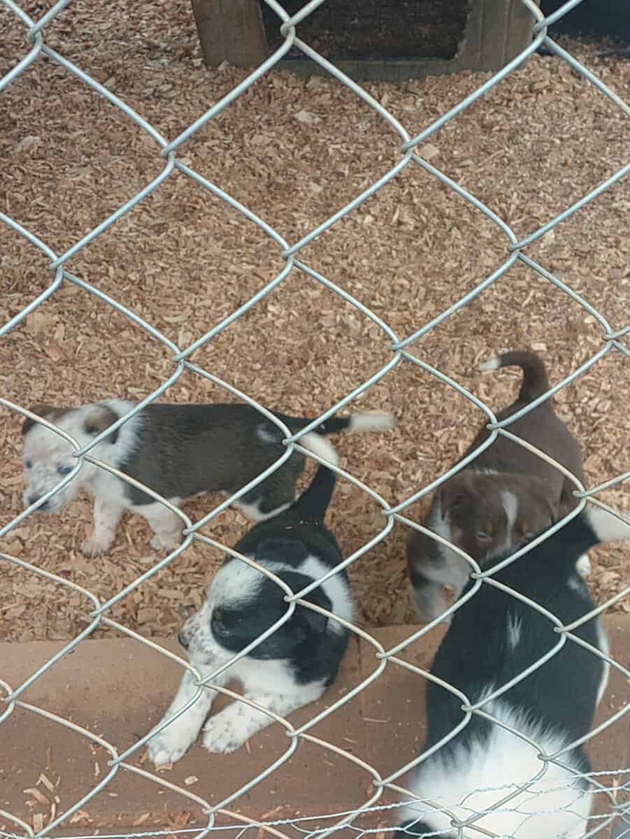 Border Collie/ Australian Shepard mix puppies image 13