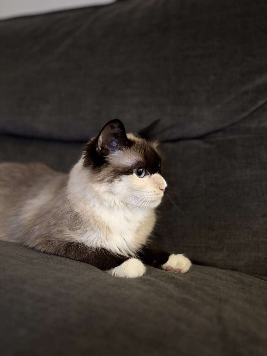 Siamese cat For Sale (Aqua) image 1