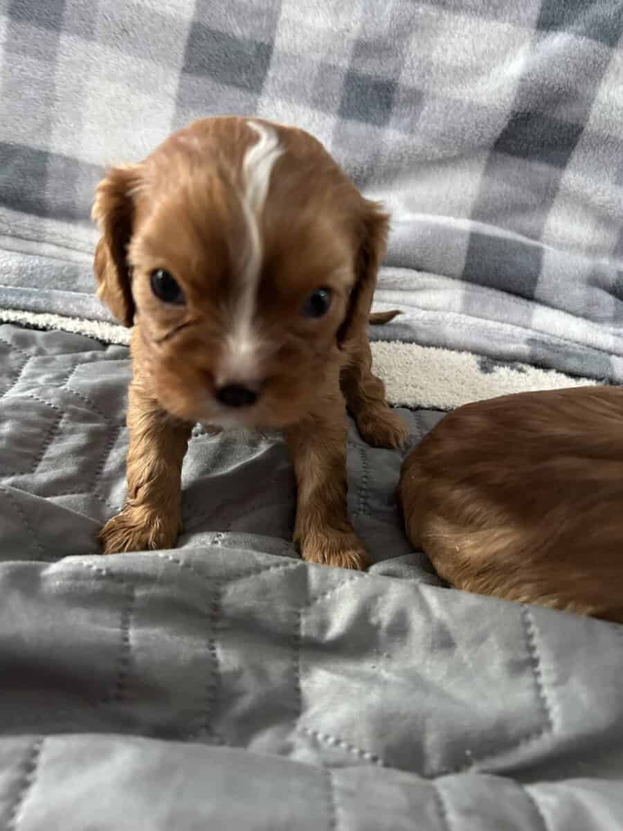 2 males 2 females puppies image 3