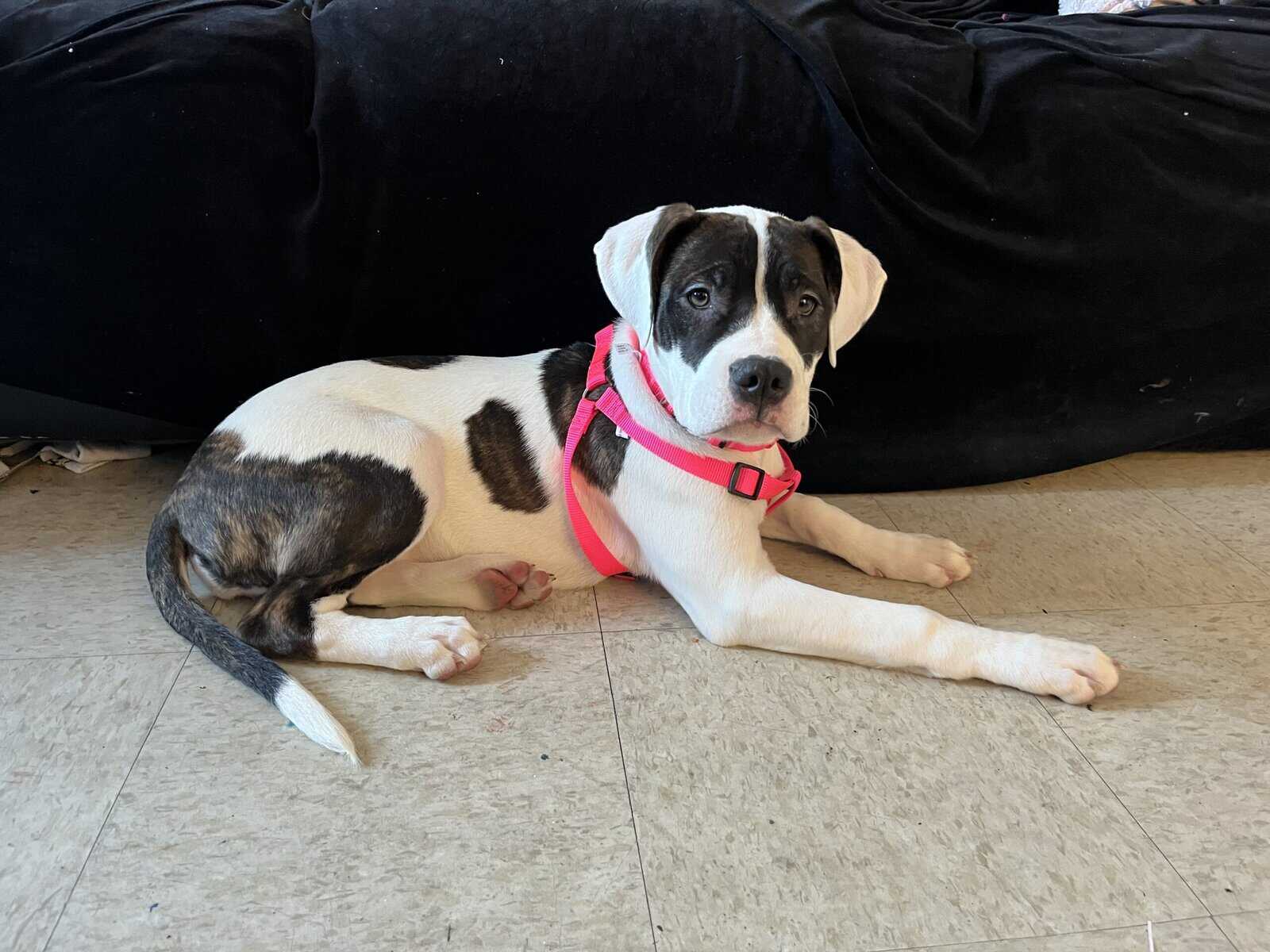 Puppy-4 month old pit/mastiff image 4