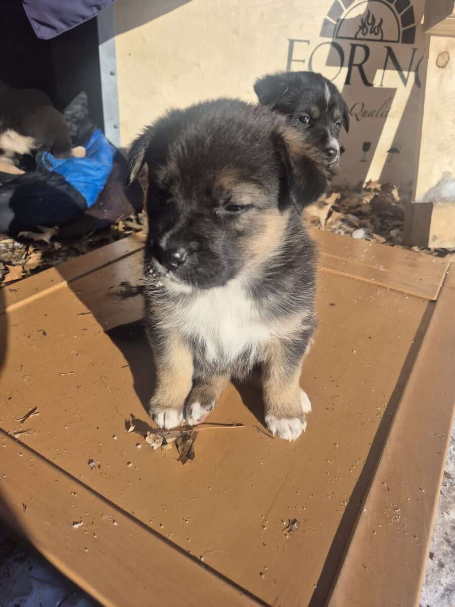 Blue Heeler Mom and German Shepherd Dad puppies image 15