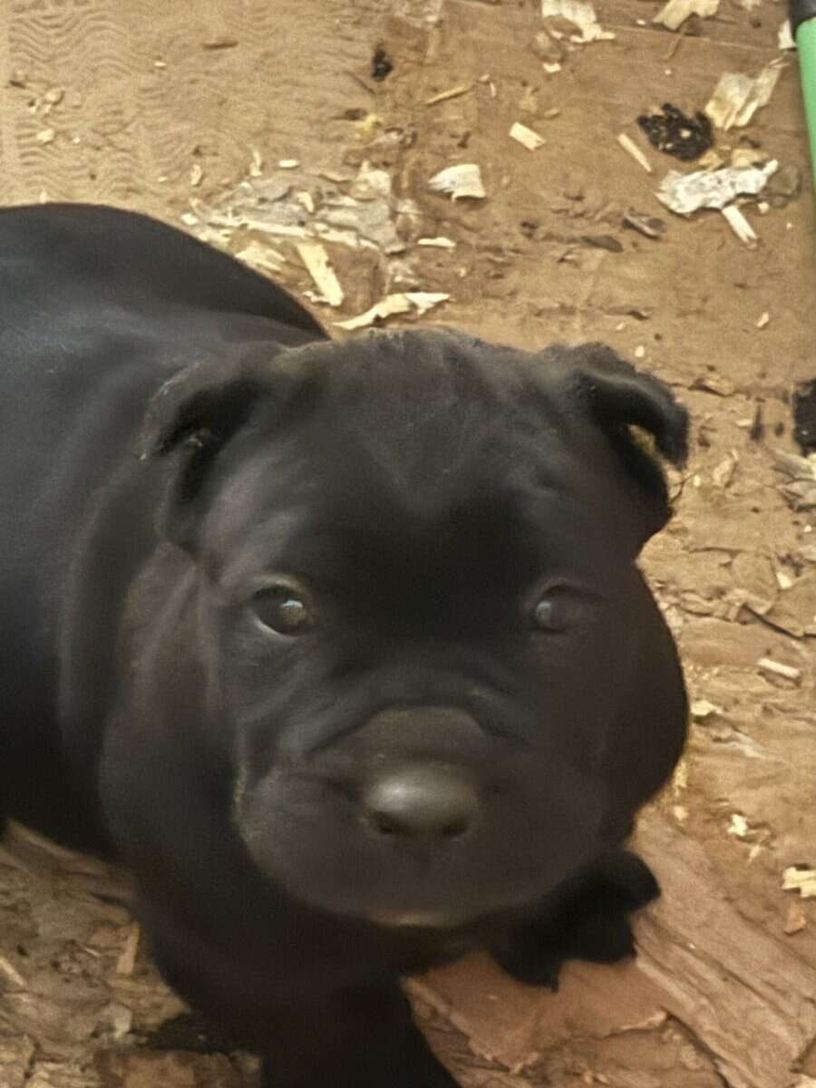Cane Corso Pups image 2