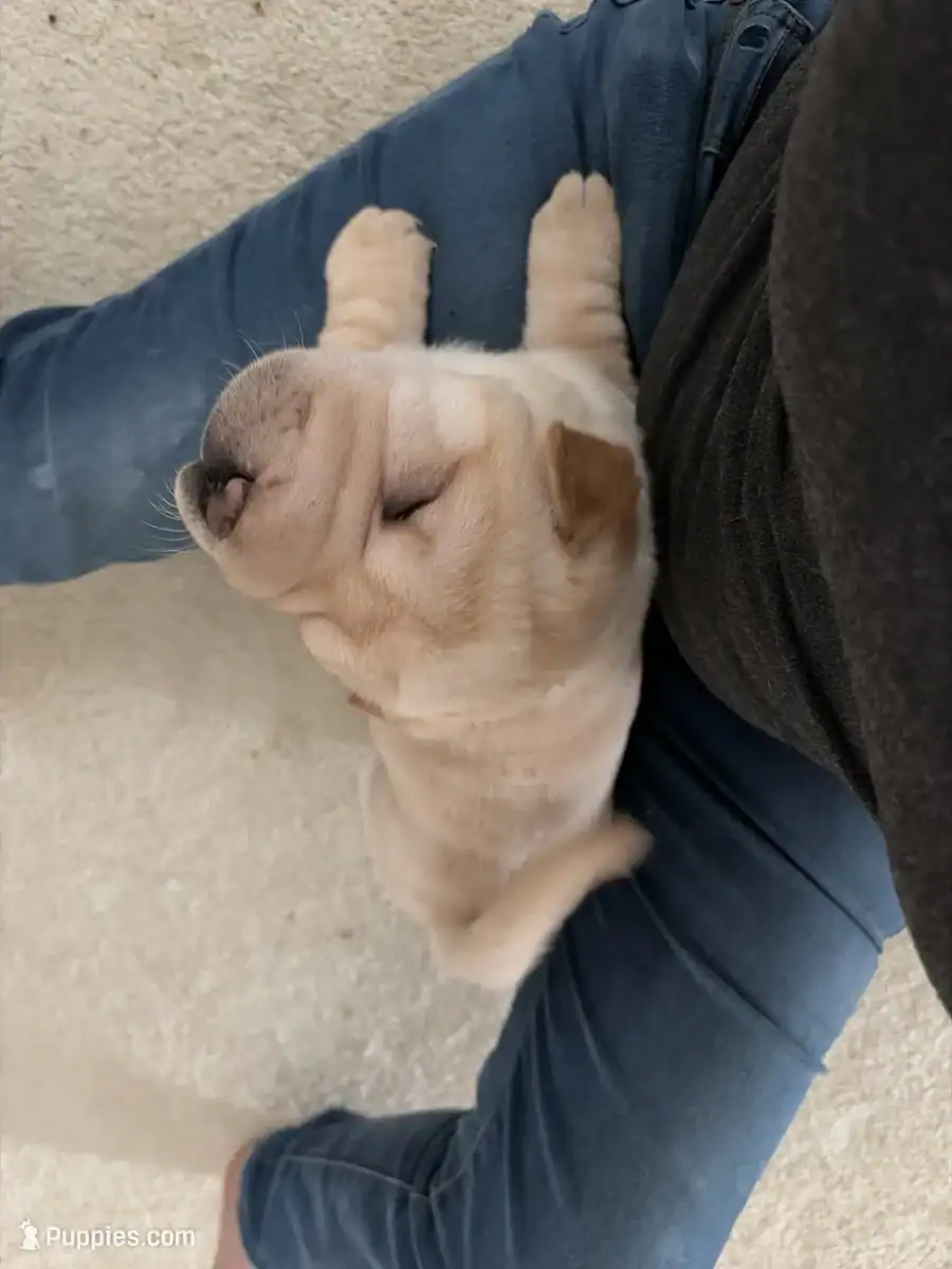 Chinese Shar-pei image 4