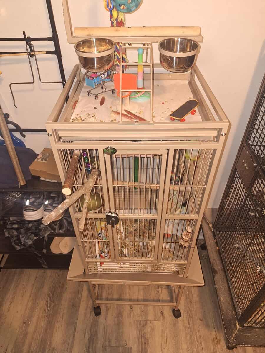 Love birds 2 sets with cage image 4