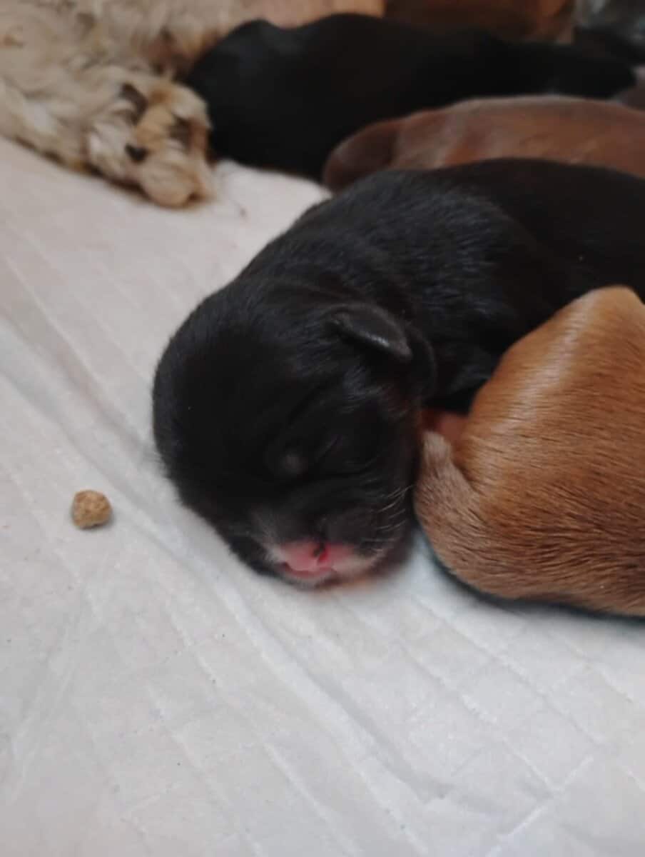 Hypoallergenic shipoo image 7