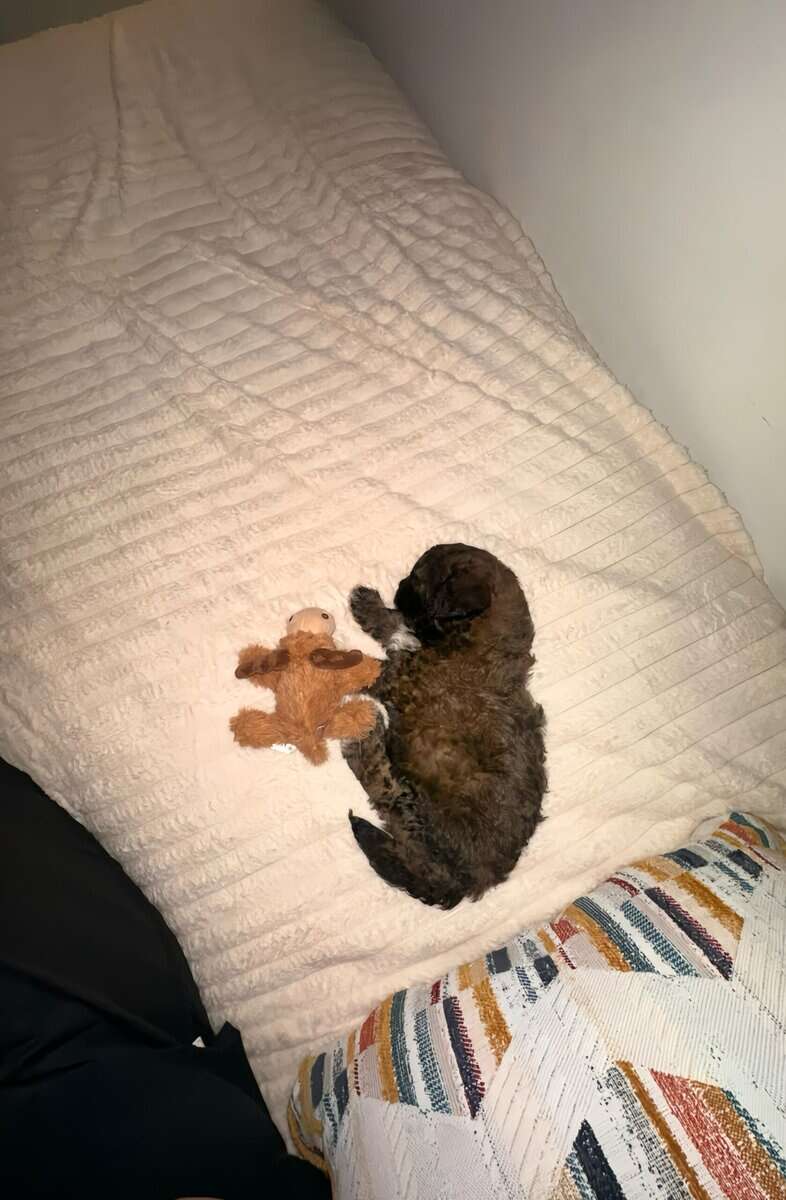 Tri-Colored 8 Week Old Shih-Poo Puppy image 2