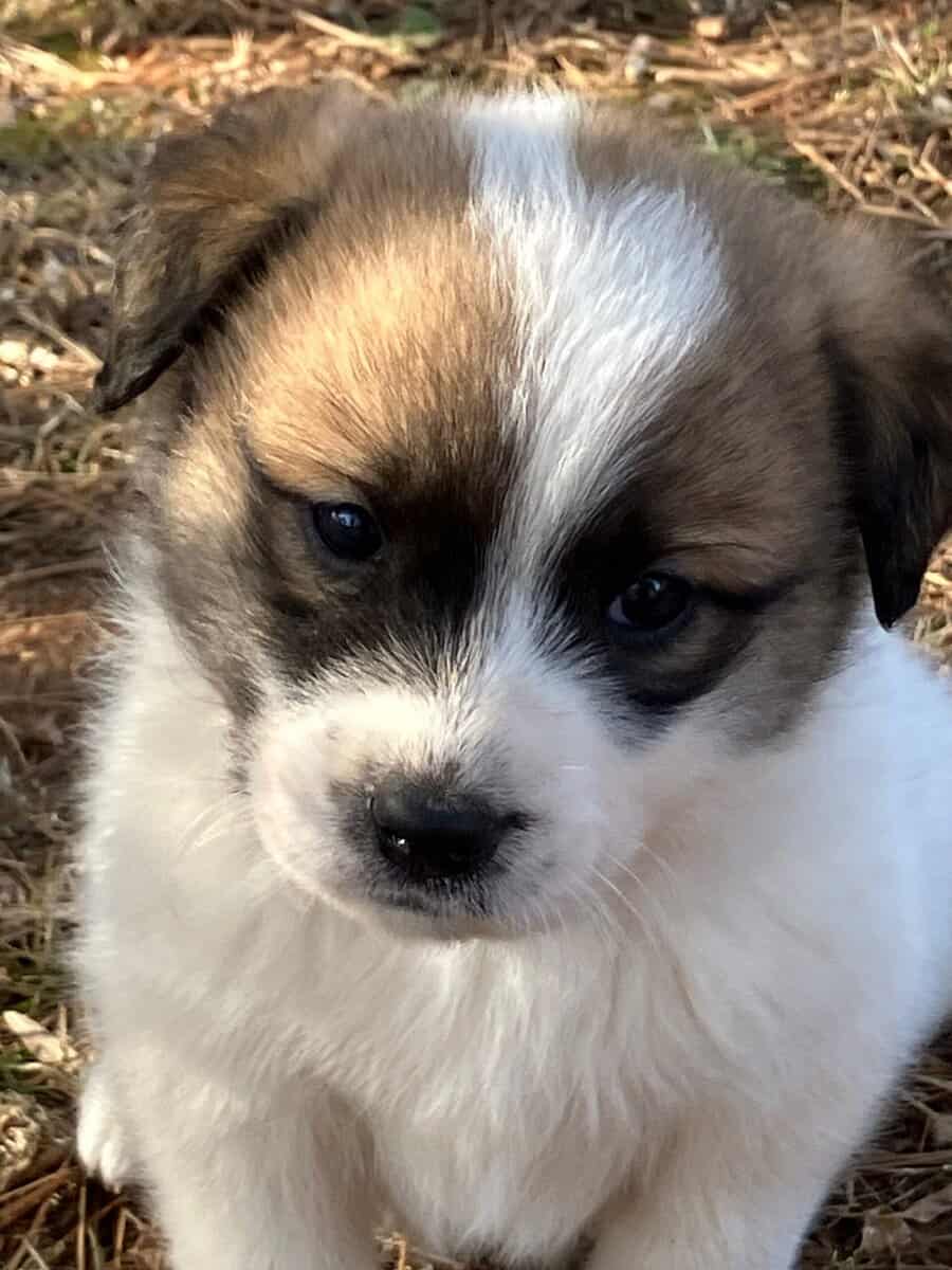 Great Pyrenees mix puppies! image 9