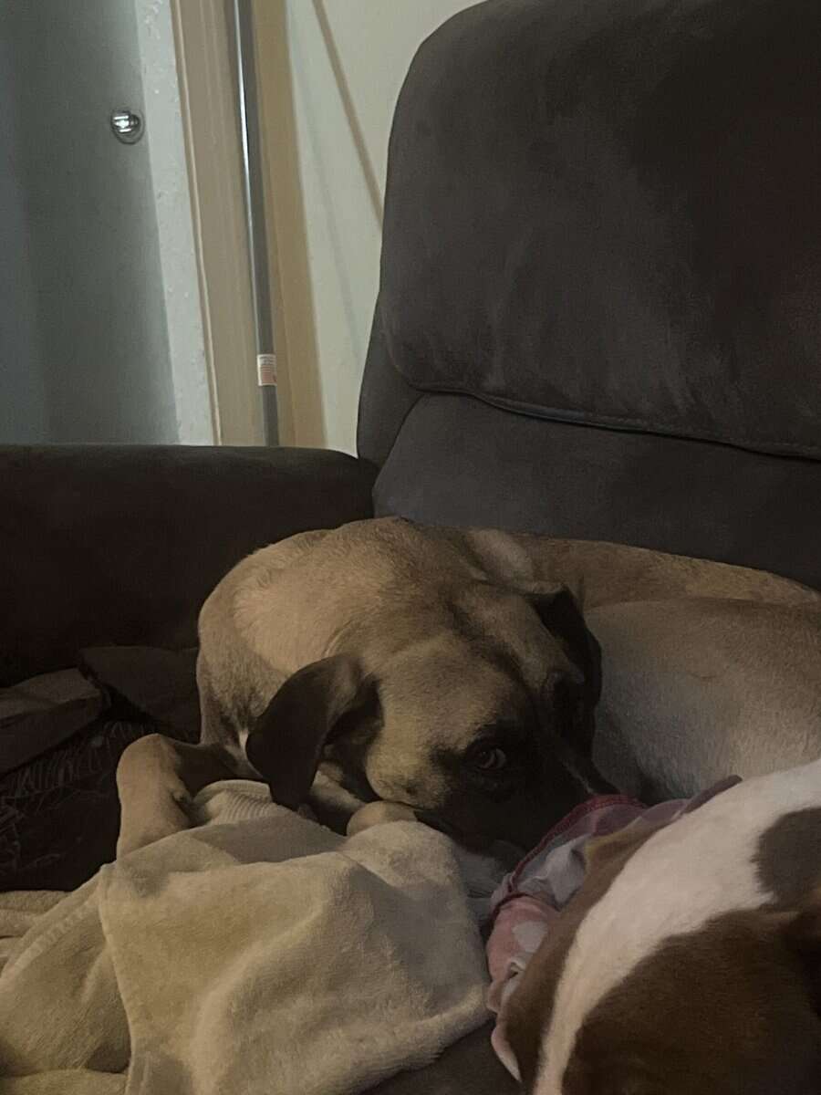 Black mouth cur mix image 1