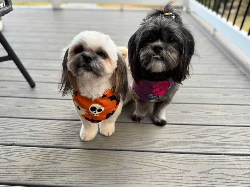 New Years Shih Tzus image 4