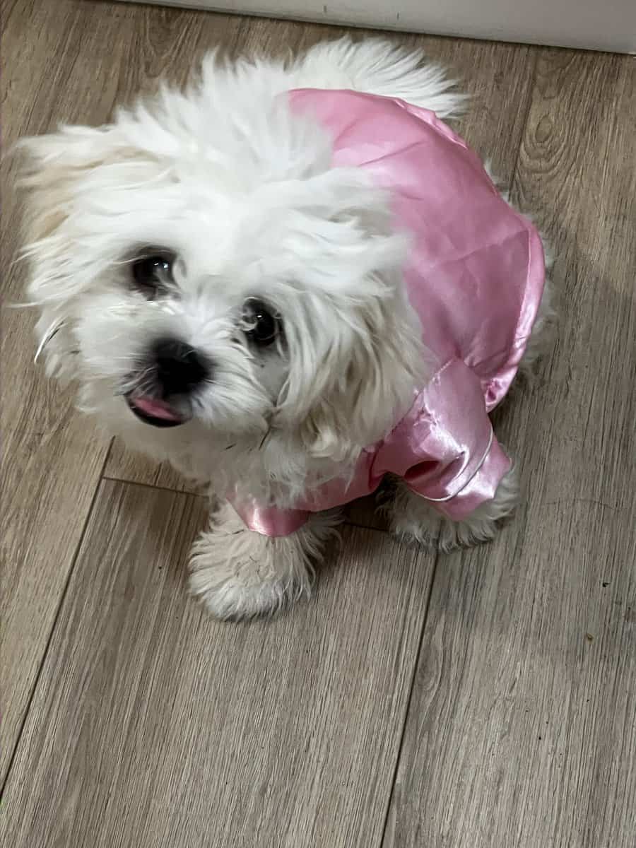 Maltese + Shih Tzu- 5 month old puppy image 1