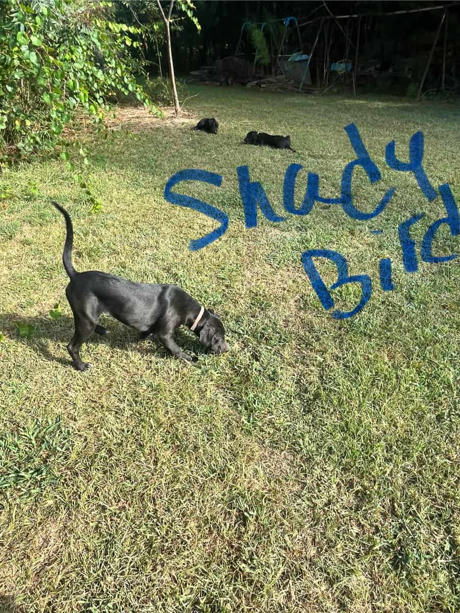 Puppies image 4
