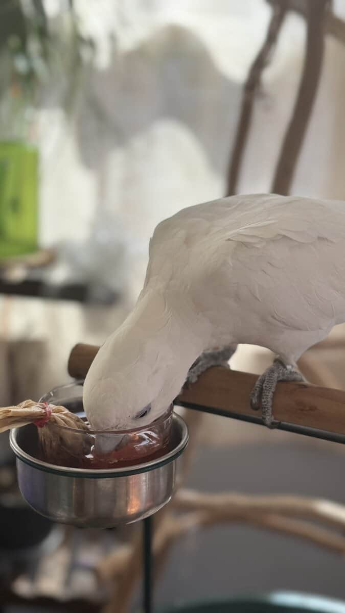 Male Solomons/Ducorps's Cockatoo For Rehome image 2