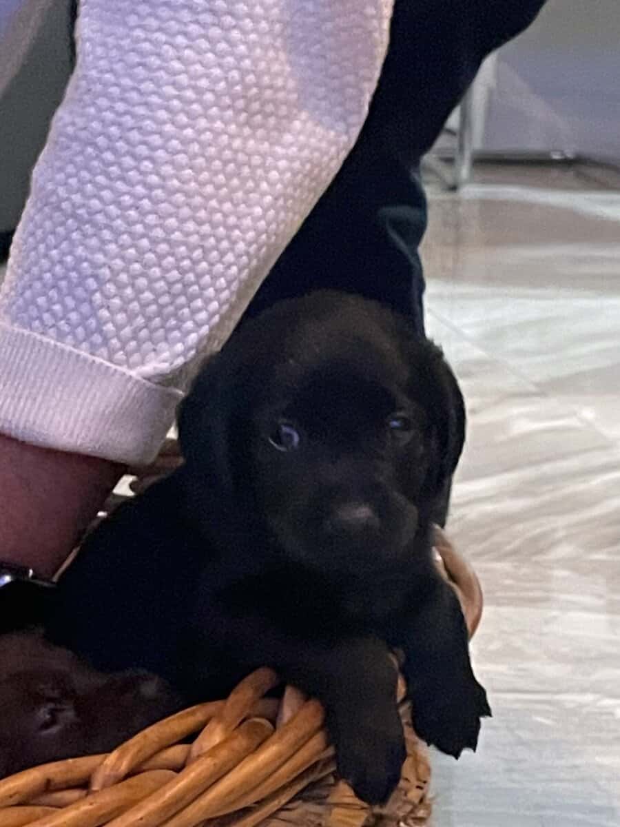 11 Labrador retriever puppies image 3