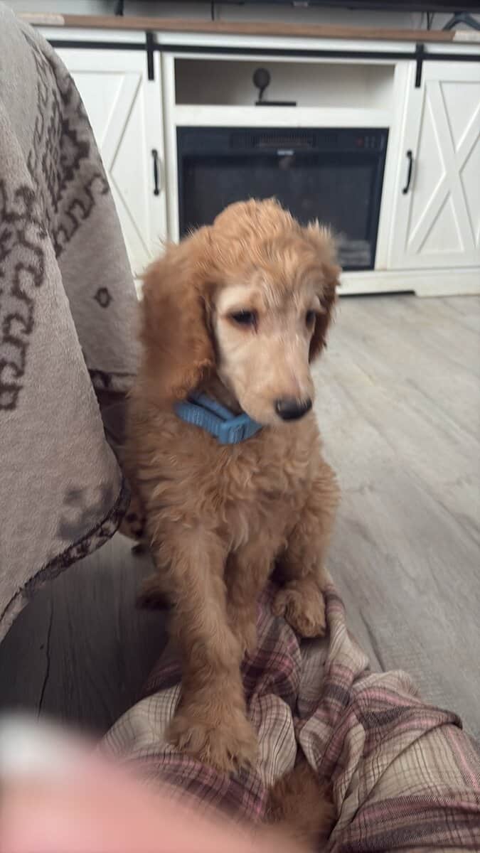 AKC standard poodle puppies image 13