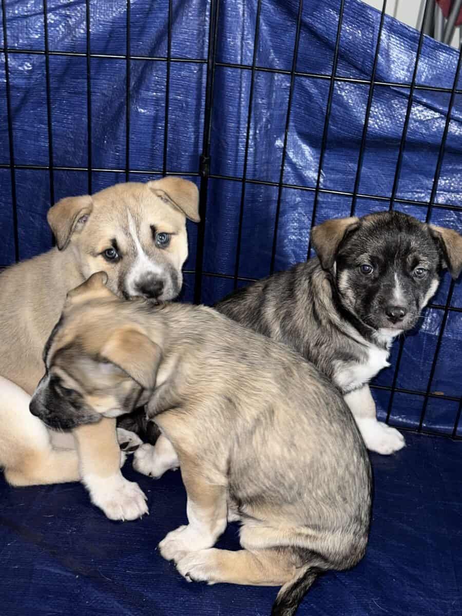 Husky/pitbull mix image 3