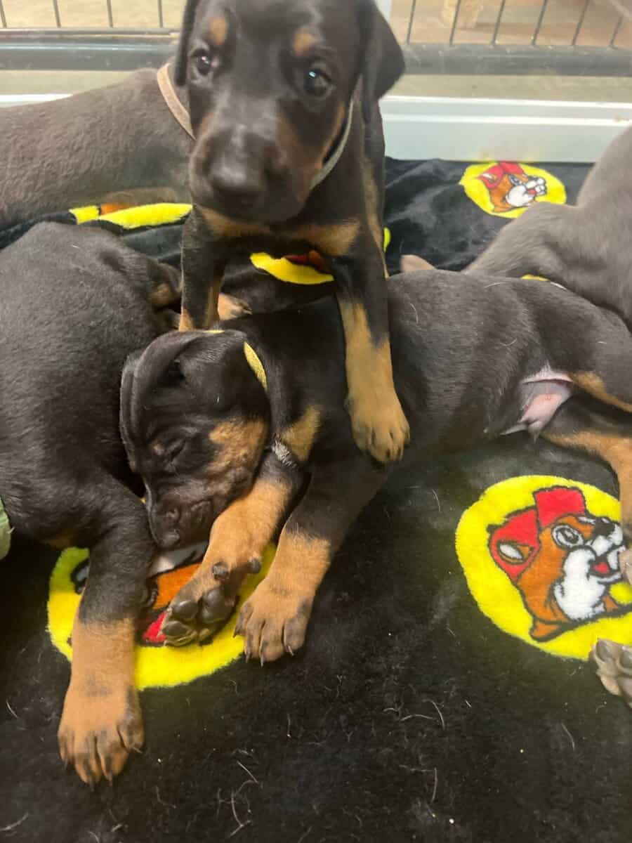 doberman image 2